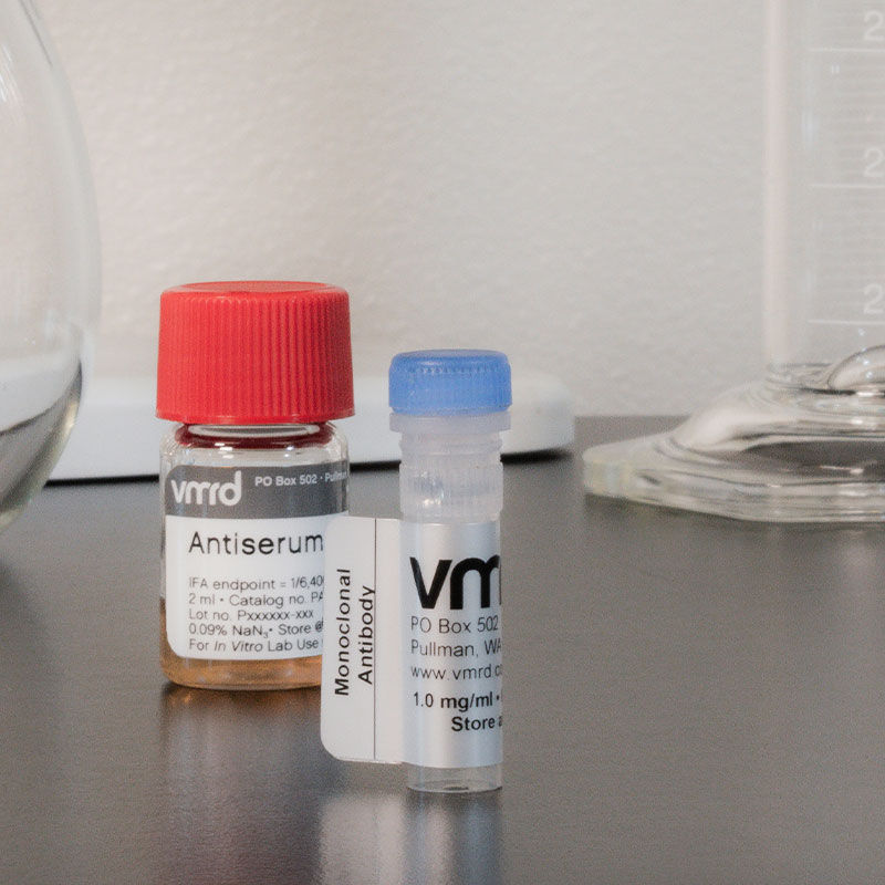 monoclonal anitbody