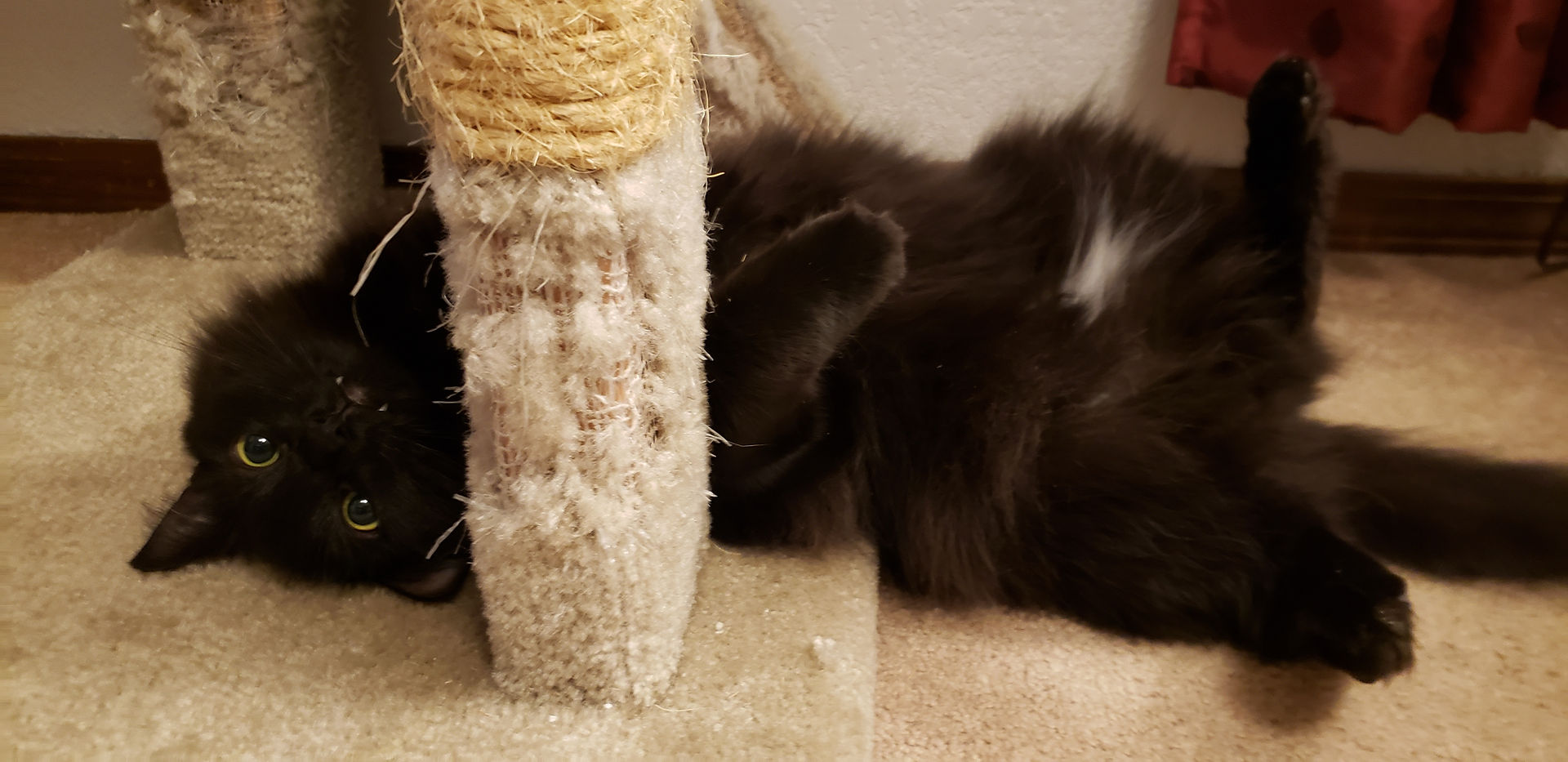 ezra the cat playing at the bottom of a cat tree
