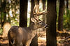 Buck in field Chronic Wasting Disease (CWD)