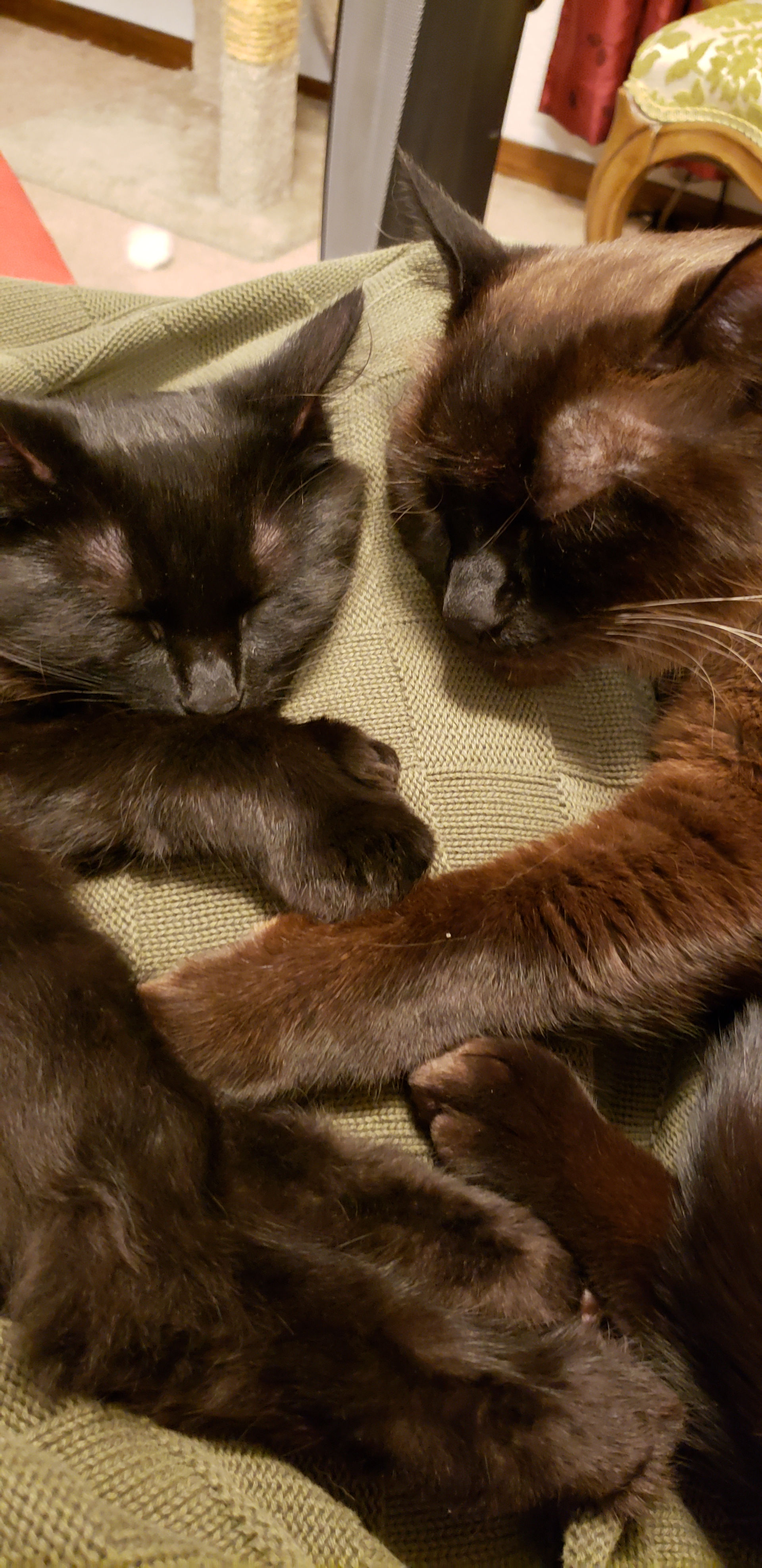 ezra and moose, cat buddies