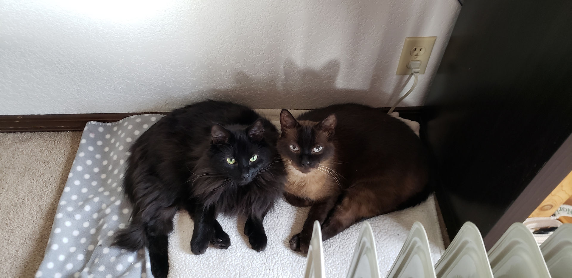 ezra and moose, cat buddies