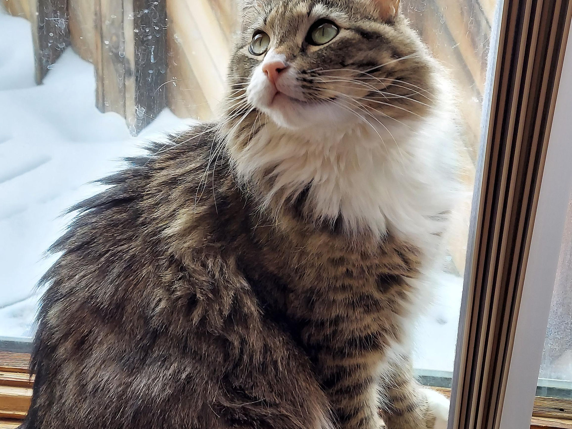 Daisy (the cat formerly known as Mumford) looking elegant