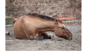 What Can SAA Tell Us About Colic?