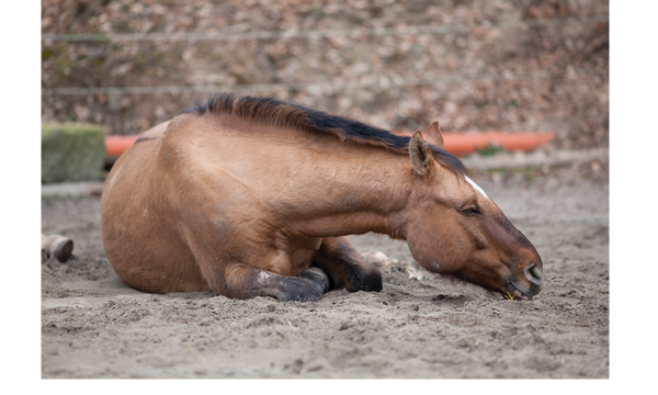 horse showing symptoms of colic
