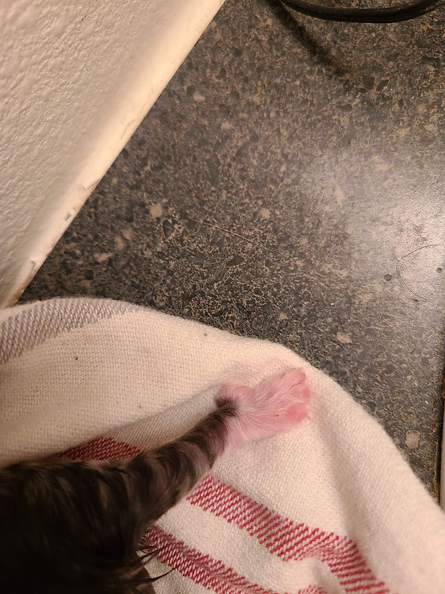polydactyl newborn toe beans