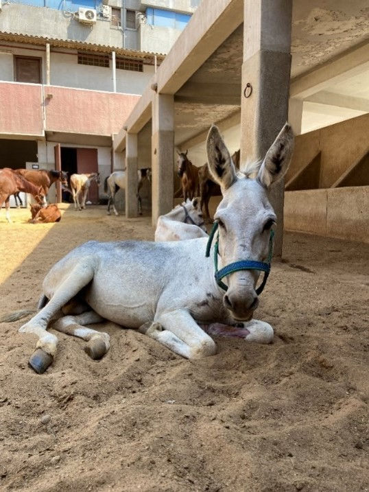 donkey lounging in egypt