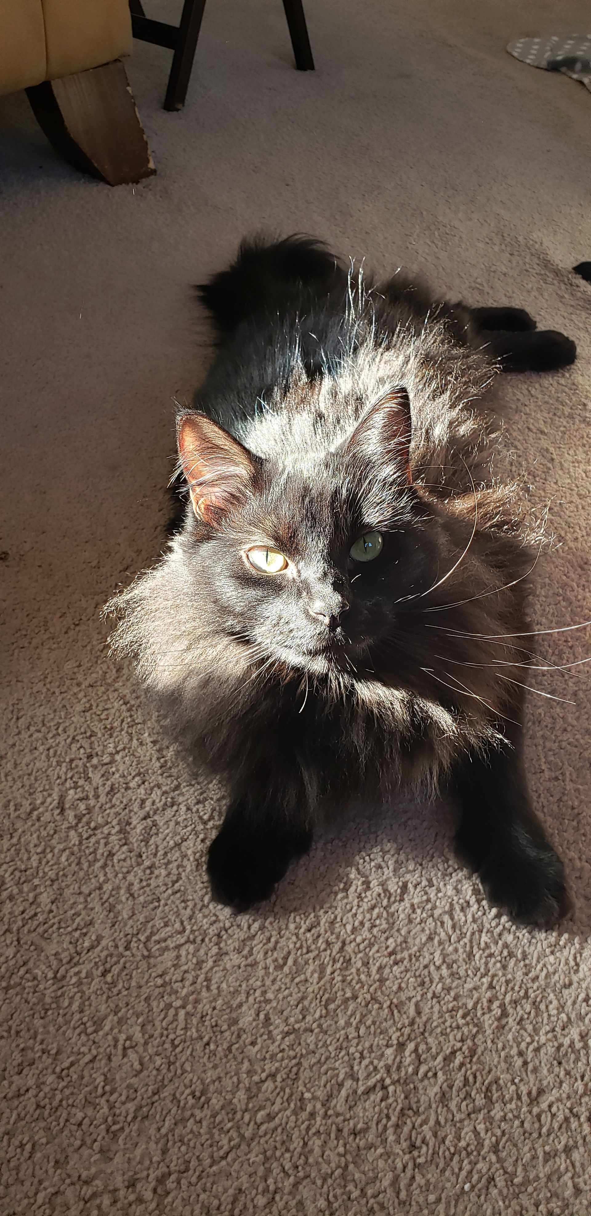 ezra the cat is polydactyl