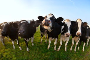Validation and Performance of the FMDV cELISA