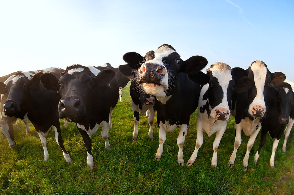 Reduce losses from Neospora caninum through serological testing