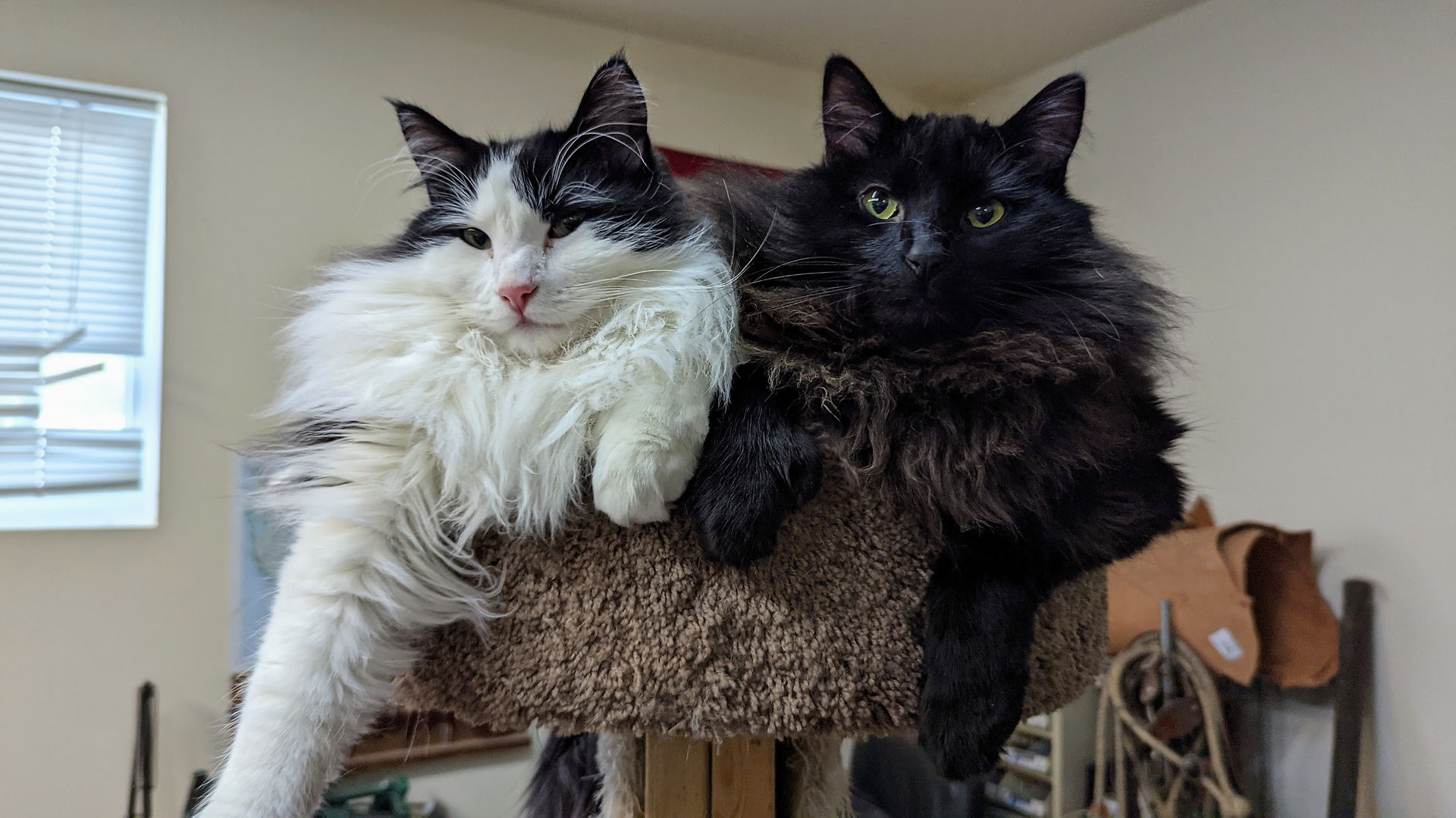 astrobot and spyro are best kittie friends