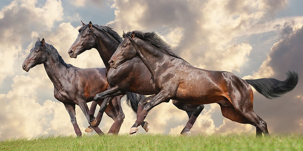 3 black horses run in field
