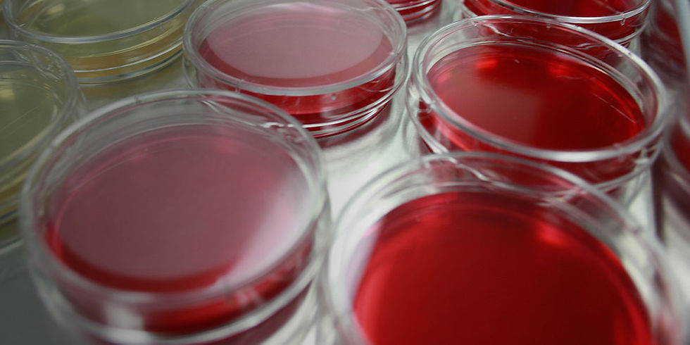 pitri dishes used for VMRD Biologics Testing Services