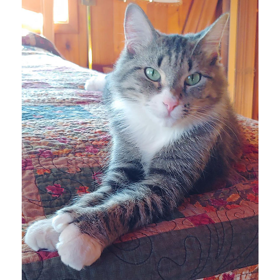 Daisy (the cat formerly known as Mumford) looking divine