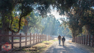 Oscar's Place Adoption Center & Sanctuary