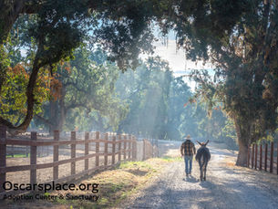 Oscar's Place Adoption Center & Sanctuary