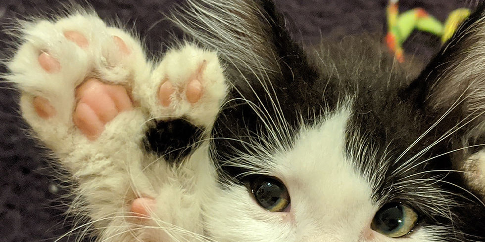 polydactyl toe beans