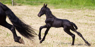 Improving Foal Care with Serum Amyloid A (SAA) Testing