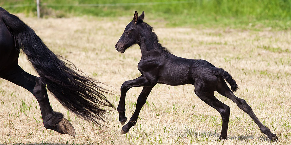 black foal running