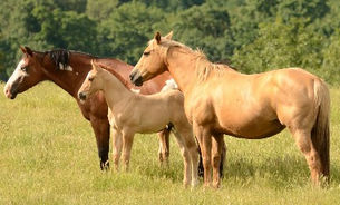 Serum Amyloid A (SAA) in Broodmares and Pregnancy