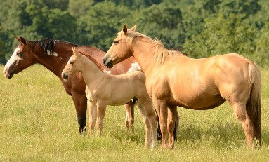 group of horses in field