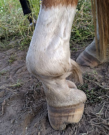synovial sepsis in horse joint